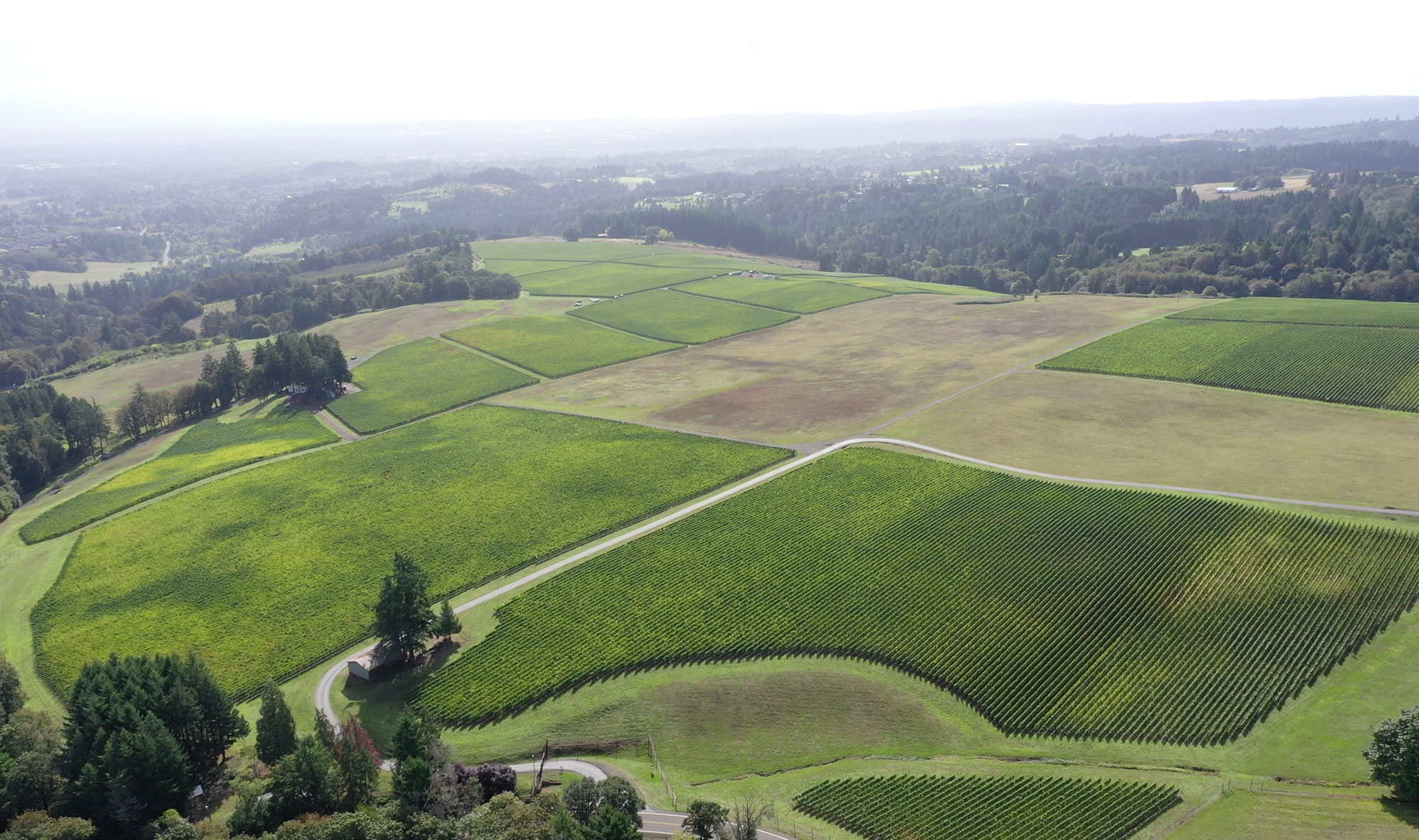 Roserock vineyard from the air